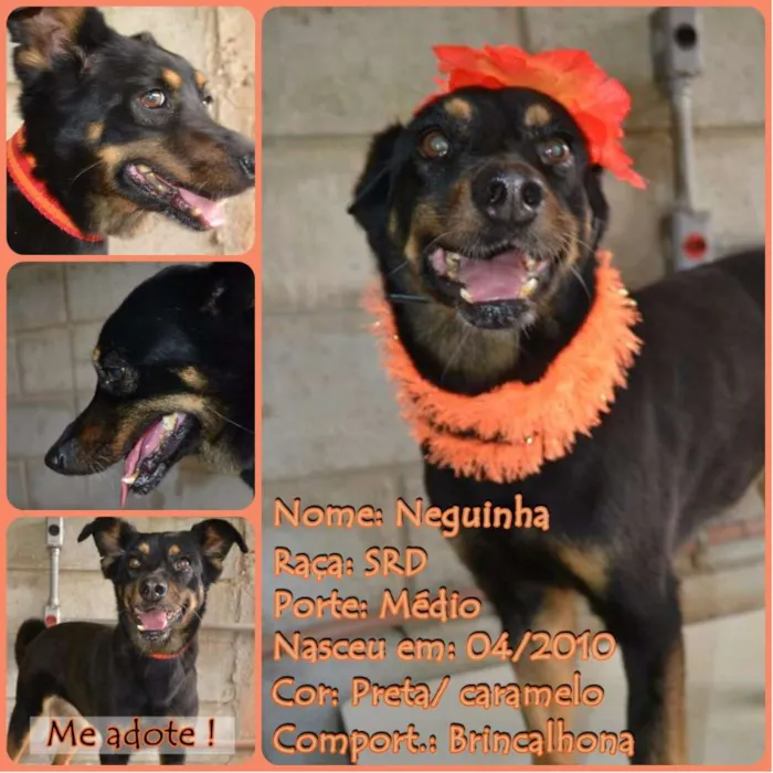 Cachorro ra a SRD idade 6 ou mais anos nome Neguinha - Princesi