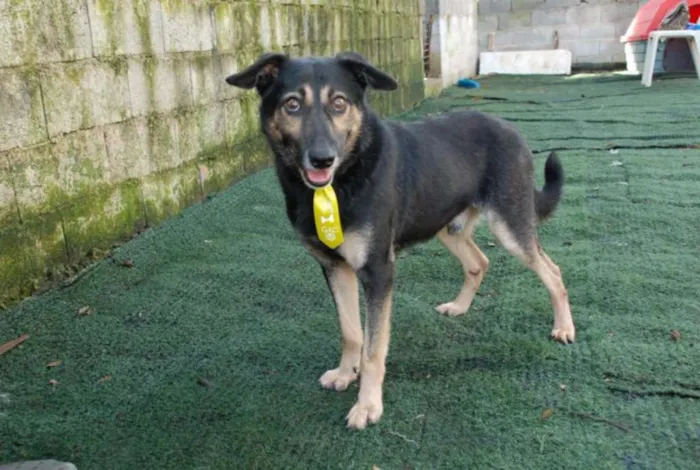 Cachorro ra a SRD idade 6 ou mais anos nome Richard - Uma graça!