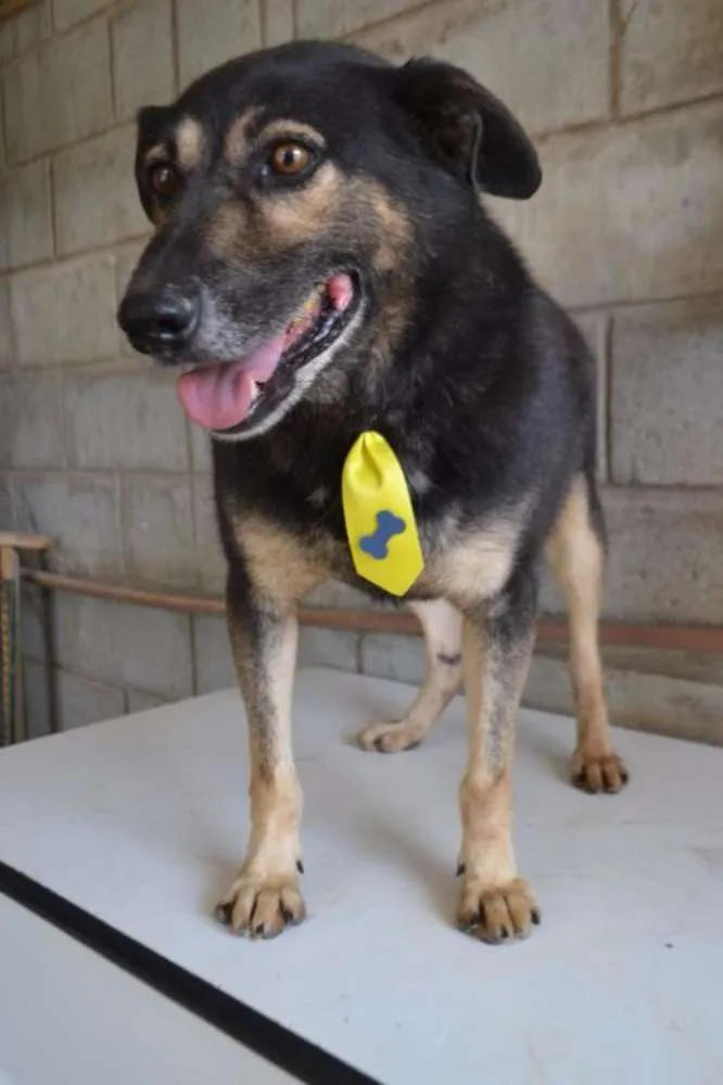 Cachorro ra a SRD idade 6 ou mais anos nome Richard - Uma graça!