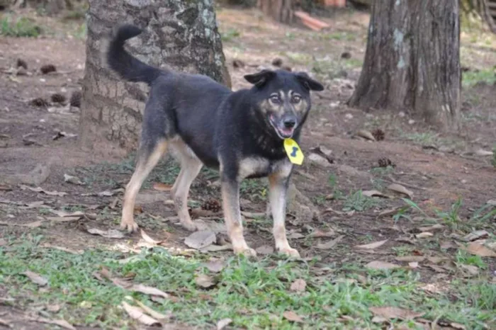 Cachorro ra a SRD idade 6 ou mais anos nome Richard - Uma graça!