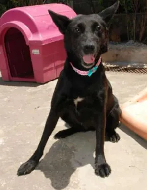 Cachorro raça SRD idade 6 ou mais anos nome Monalisa - Uma Lind