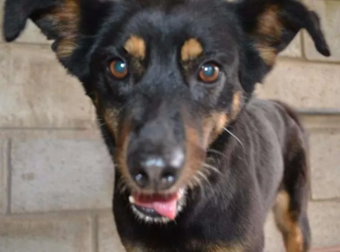 Cachorro ra a SRD idade 6 ou mais anos nome Neguinha - Princesi
