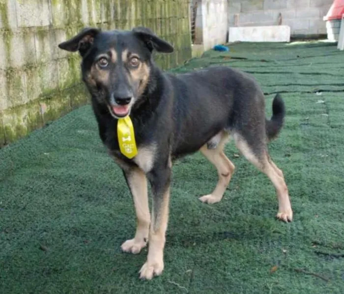 Cachorro ra a SRD idade 6 ou mais anos nome Richard - Uma graça!