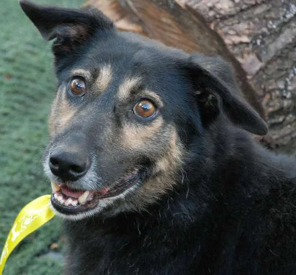 Cachorro ra a SRD idade 6 ou mais anos nome Richard - Uma graça!