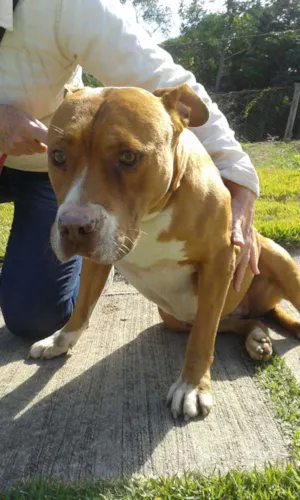 Cachorro raça Pit-Bull idade 2 anos nome Miruna