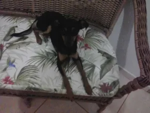 Cachorro raça SRD idade 1 ano nome Drica