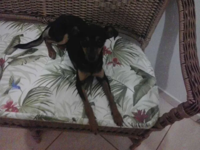 Cachorro ra a SRD idade 1 ano nome Drica