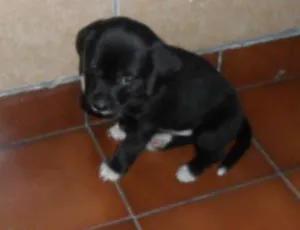 Cachorro raça SRD idade Abaixo de 2 meses nome filhote