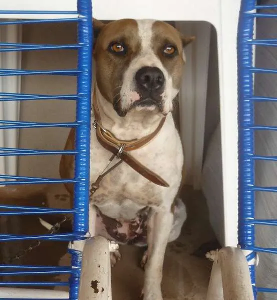Cachorro ra a Pit-Bull idade 6 ou mais anos nome katrina
