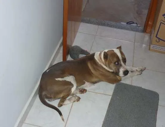 Cachorro ra a Pit-Bull idade 6 ou mais anos nome katrina