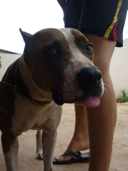 Cachorro ra a Pit-Bull idade 6 ou mais anos nome katrina