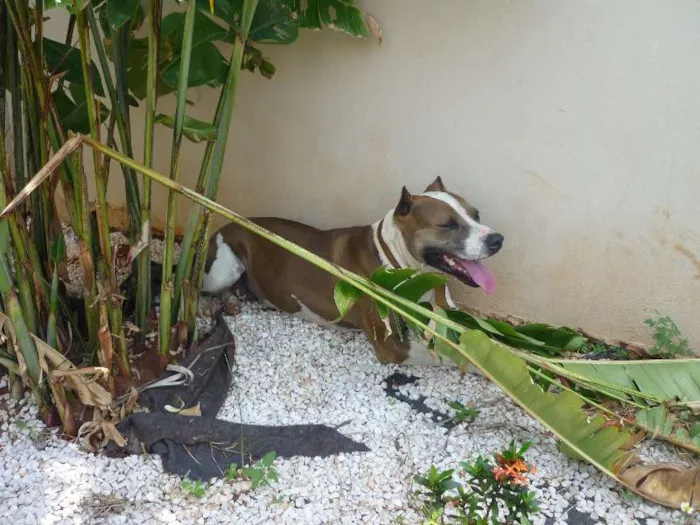Cachorro ra a Pit-Bull idade 6 ou mais anos nome katrina