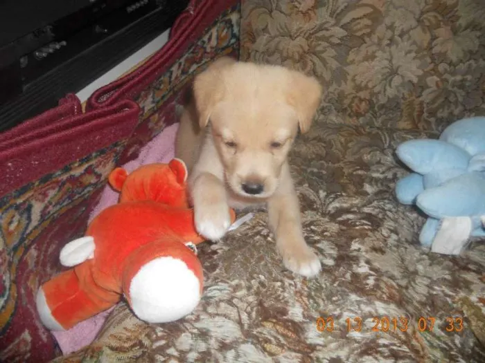 Cachorro ra a  idade Abaixo de 2 meses nome FILHOTE
