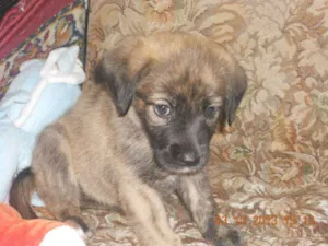 Cachorro raça  idade Abaixo de 2 meses nome FILHOTE