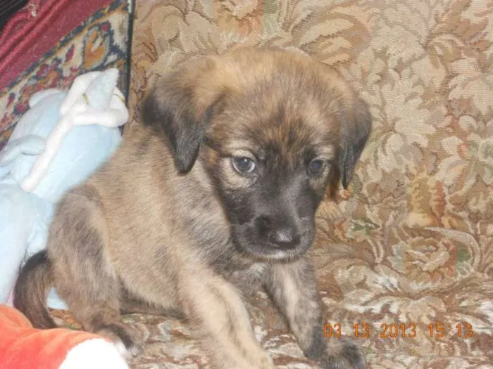 Cachorro ra a  idade Abaixo de 2 meses nome FILHOTE