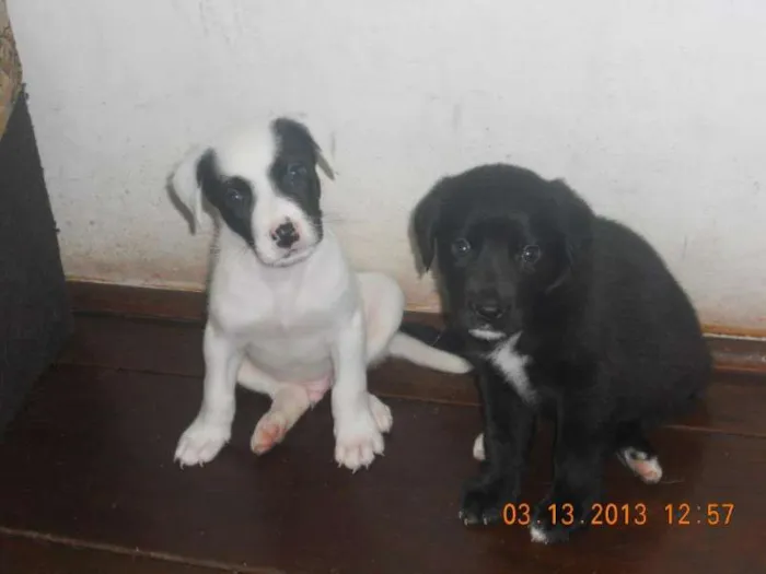 Cachorro ra a  idade Abaixo de 2 meses nome FILHOTE