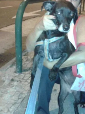 Cachorro raça vira-lata idade 6 ou mais anos nome Pretinha