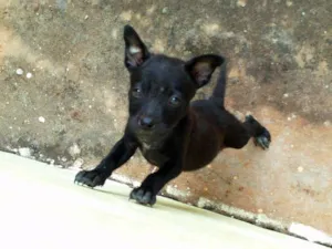 Cachorro raça SRD idade 2 a 6 meses nome pretinha
