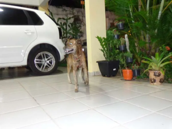 Cachorro raça SRD idade 6 ou mais anos nome Sem nome
