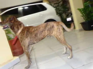 Cachorro raça SRD idade 6 ou mais anos nome Sem nome
