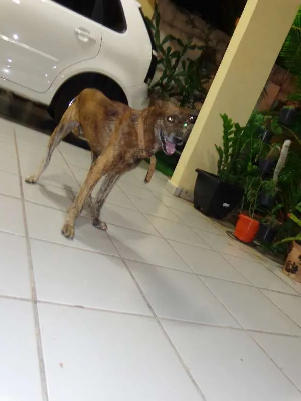 Cachorro raça SRD idade 6 ou mais anos nome Sem nome