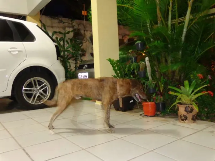 Cachorro raça SRD idade 6 ou mais anos nome Sem nome