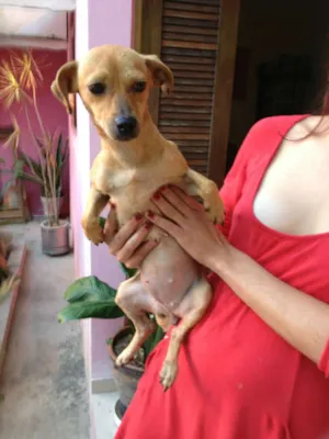 Cachorro raça Mestiça Pencher idade 2 anos nome Jully