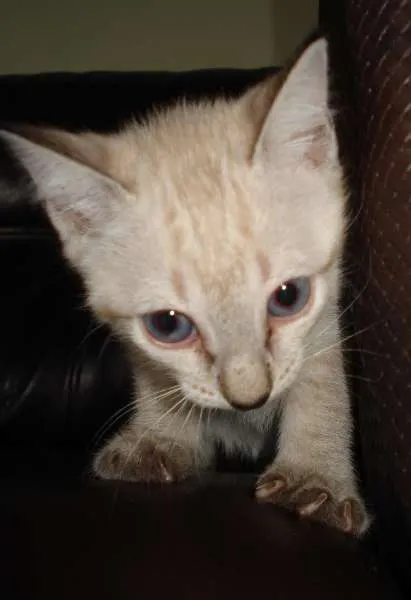 Gato ra a  idade Abaixo de 2 meses nome Ainda esperando um 