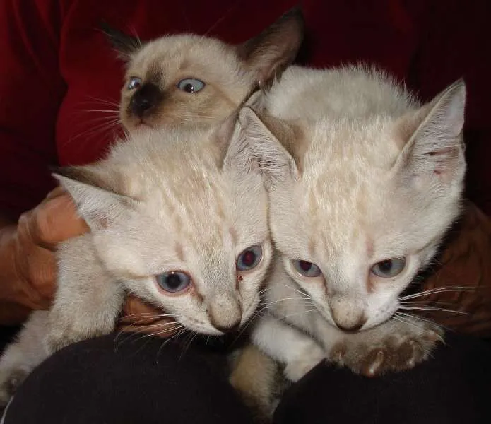 Gato ra a  idade Abaixo de 2 meses nome Ainda esperando um 