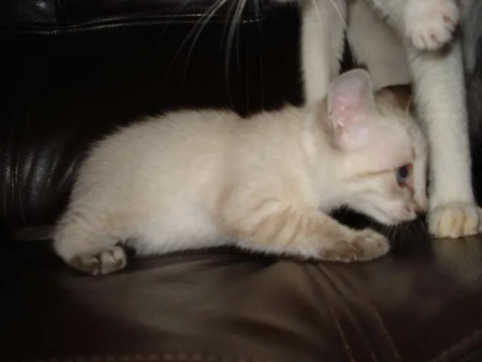 Gato ra a  idade Abaixo de 2 meses nome Ainda esperando um 