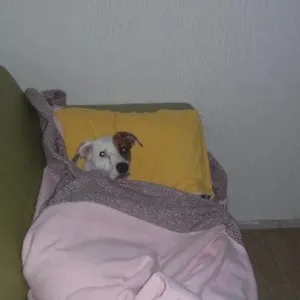 Cachorro raça vira latas idade 2 anos nome Lola GRATIFICA