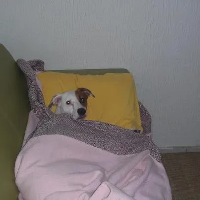 Cachorro ra a vira latas idade 2 anos nome Lola GRATIFICA