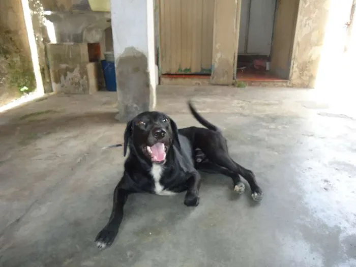 Cachorro ra a SRD idade 2 anos nome Bongô