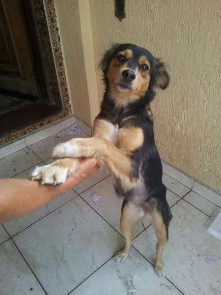 Cachorro ra a SRD idade 7 a 11 meses nome Jhonny e Caramela