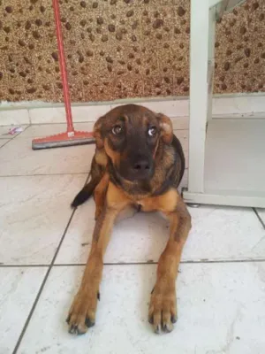 Cachorro raça SRD idade 7 a 11 meses nome Jhonny e Caramela
