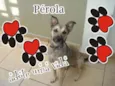 Pérola