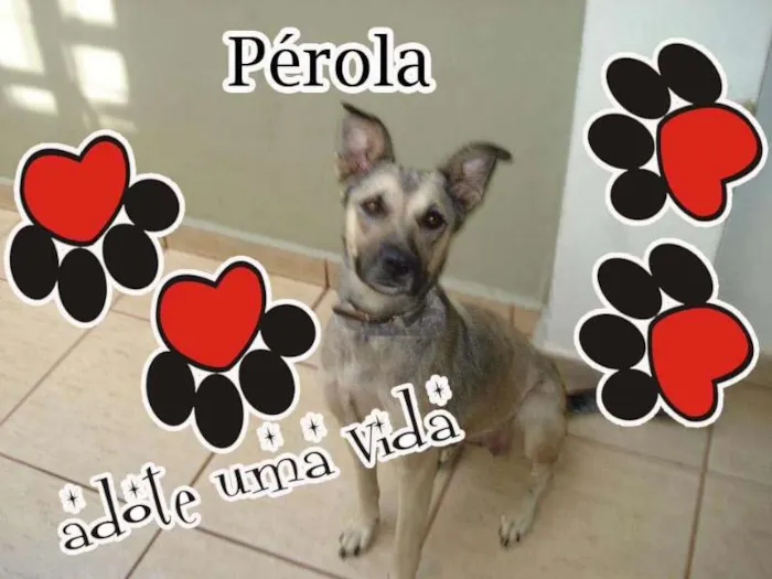 Cachorro ra a SRD idade 2 anos nome Pérola