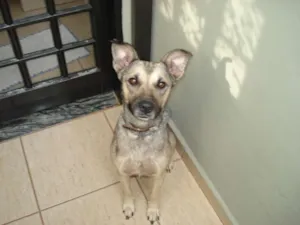 Cachorro raça SRD idade 2 anos nome Pérola