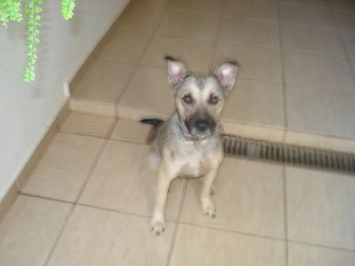 Cachorro ra a SRD idade 2 anos nome Pérola