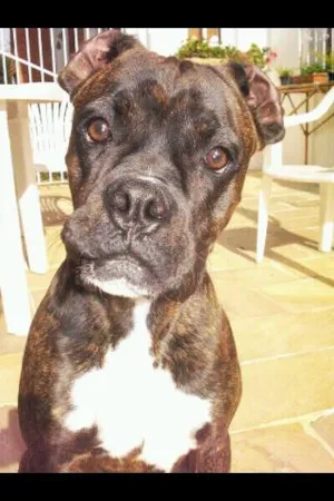 Cachorro raça boxer idade 3 anos nome nero