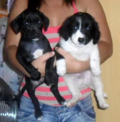 Cachorro ra a SRD idade Abaixo de 2 meses nome Ainda não tem