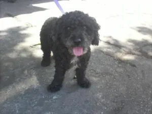 Cachorro raça Poodle idade 2 anos nome Poodle SBC