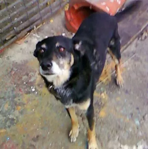 Cachorro raça Vira lata idade  nome Negão