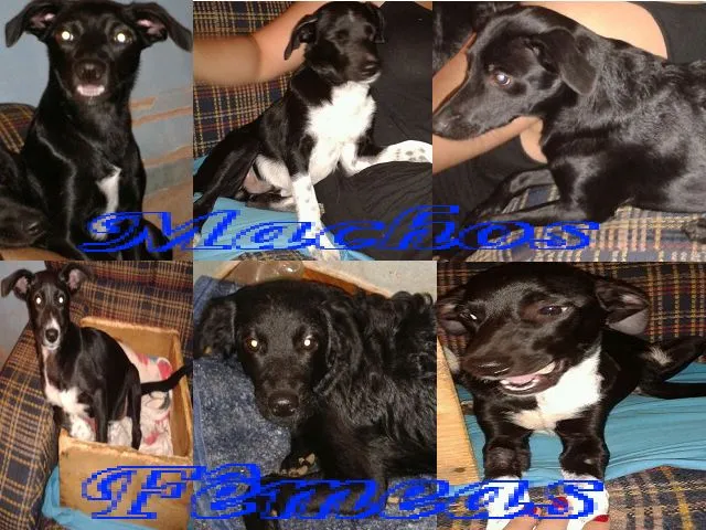 Cachorro ra a SRD idade 2 a 6 meses nome Dexter, Tchesca, Ne