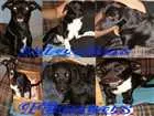 Cachorro raça SRD idade 2 a 6 meses nome Dexter, Tchesca, Ne