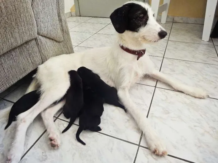 Cachorro ra a srd idade 1 ano nome Nina