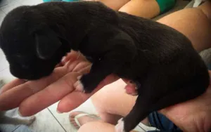 Cachorro raça srd idade 1 ano nome Nina