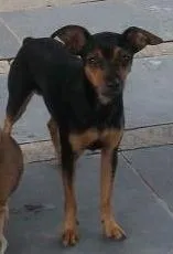 Cachorro raça Pinscher idade 1 ano nome atim