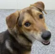 Rex