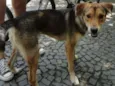Rex
